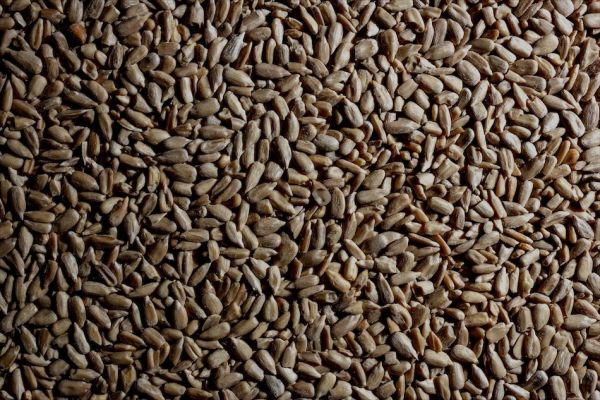 Impasto ai cereali e grani antichi da Al Mangius